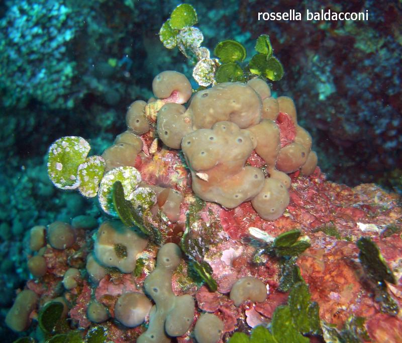 Chondrosia reniformis e Chondrilla nucula